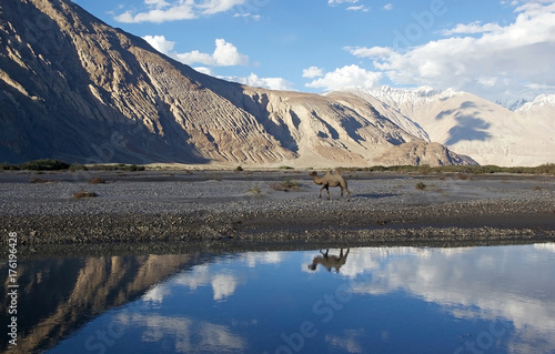 Foto The Bactrian camel (Camelus bactrianus) in Nubra Valley, Ladakh, India