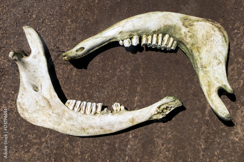 фотографія Cow's Jaw
White jaws lie on wet sand