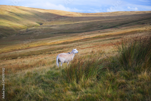 Welsh nature and wildlife 