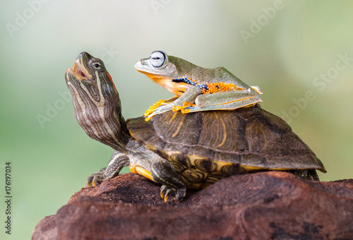 Frog sitting on a turtle photo