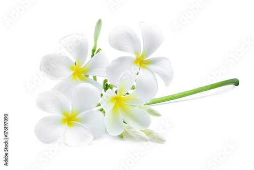 white frangipani (plumeria) flower isolated on white background © boonchuay1970