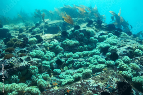 laminaria sea kale underwater photo ocean reef salt water © kichigin19