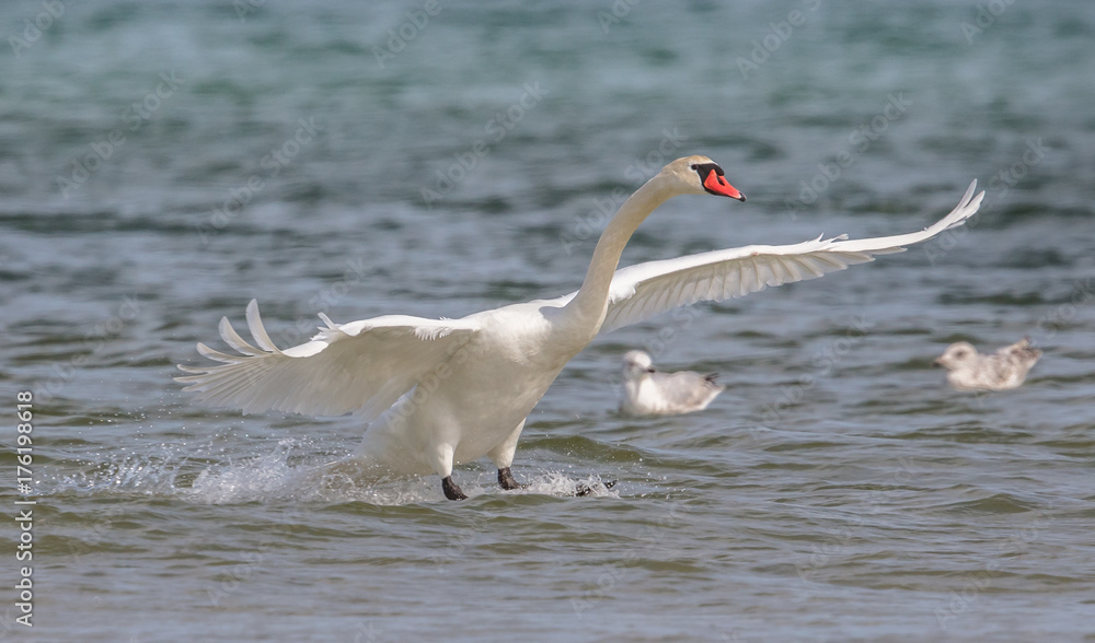 Fototapeta premium landender schwan