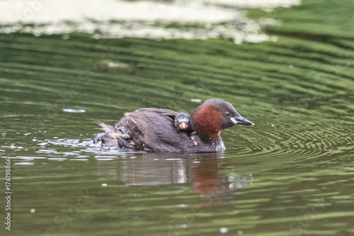 zwergtaucher mit kind