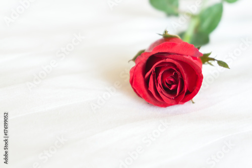 Closeup red rose on white bed background, love and romantic feeling concept © mraoraor