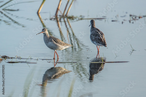 brauner wasserläufer