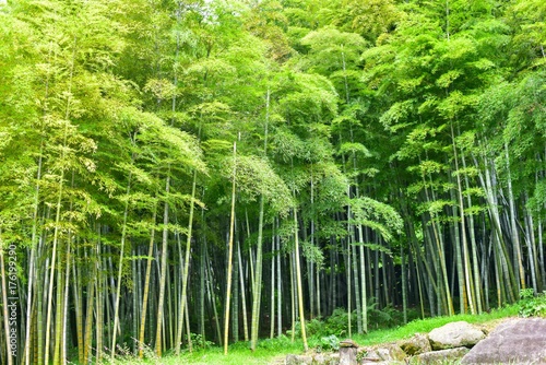 Bamboo Grove at Senganen Garden in Kagoshima photo