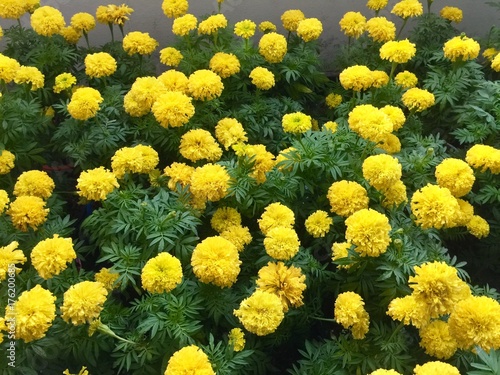 Marigold flower in the garden.