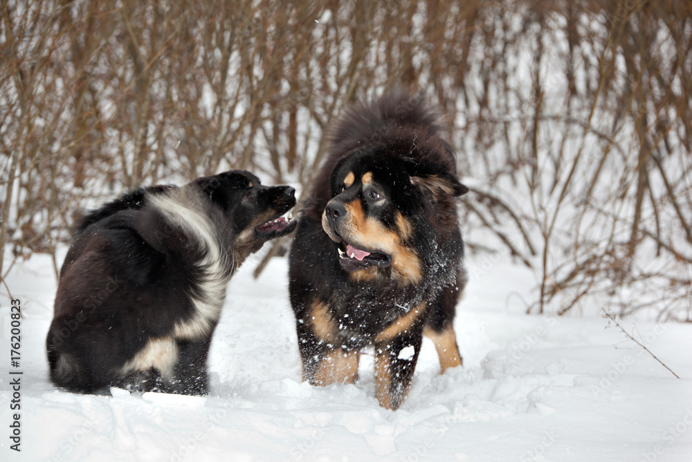 Two dogs breed Tibetan Mastiff playing in the snow