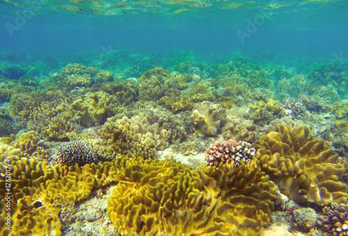 Underwater landscape with coral reef. Coral undersea photo. Seashore texture.