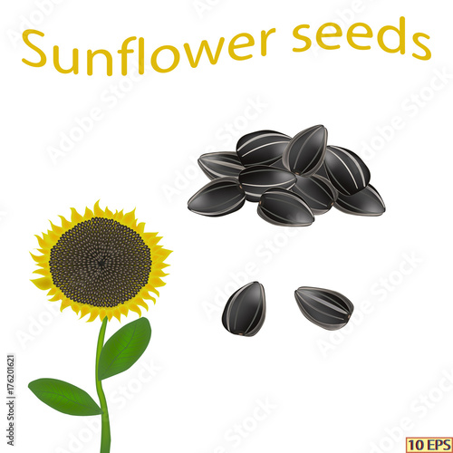 Sunflower seed. Sunflower isolated on white background.  Vector illustration.  