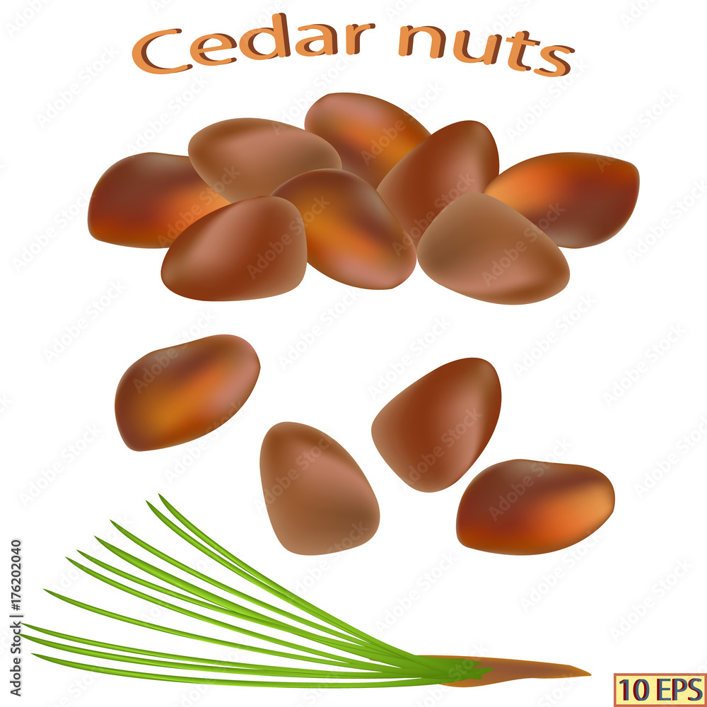 Cedar nuts isolated on white background. The icon of cedar nuts. Vector illustration. Cedar nuts isolated on white background. The icon of cedar nuts. Vector illustration.