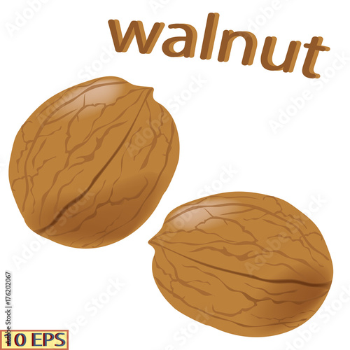 Walnut isolated on white background. Icon of walnut. Vector illustration.