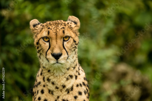 Porträt eines Geparden