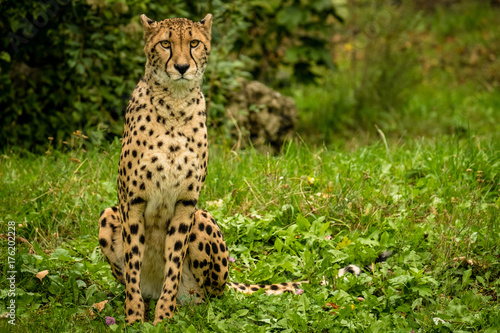 Gepard sitzt auf der Wiese