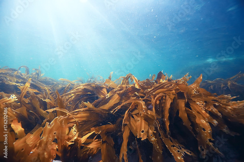 laminaria sea kale underwater photo ocean reef salt water