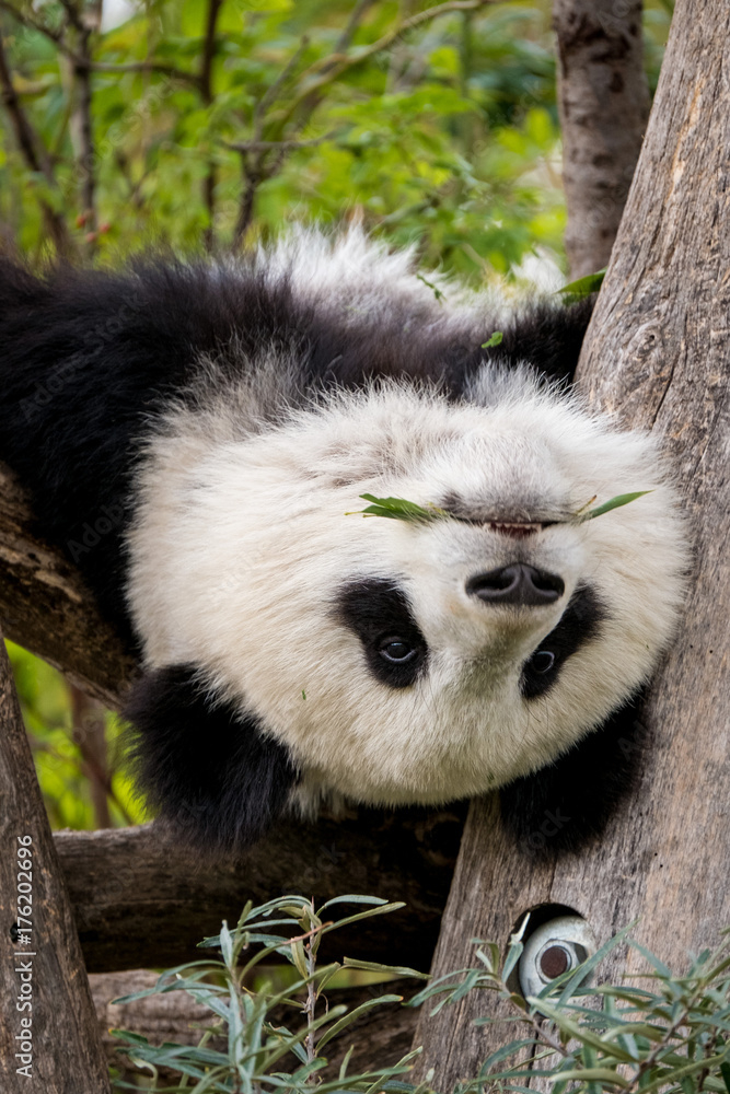 Fototapeta premium Panda hängt kopfüber im Baum