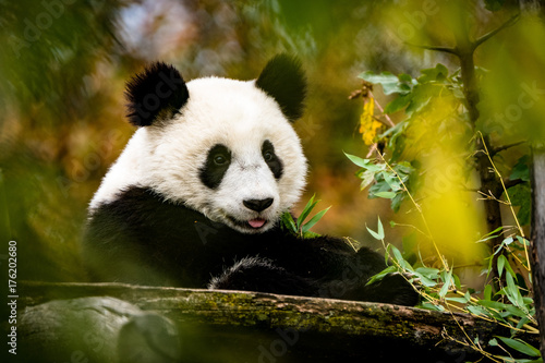 Großer Panda streckt die Zunge raus