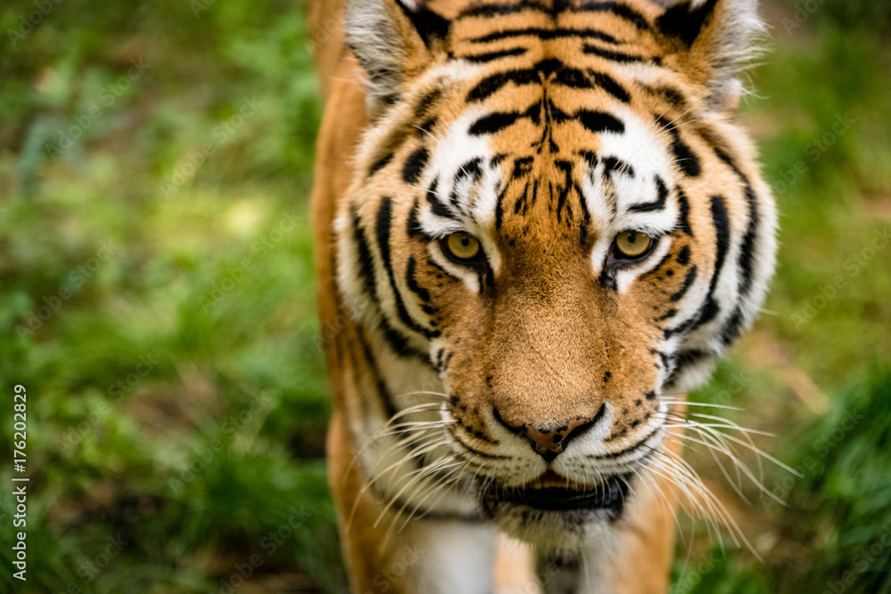 Tiger geht auf die Kamera zu