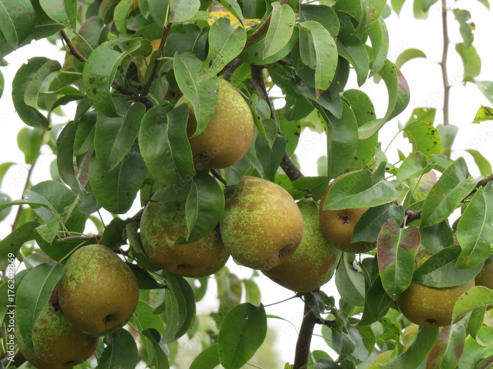 Wait until the pears ripen. (The Vast Russia! Sergey, Bryansk.) Wait until the pears ripen. (The Vast Russia! Sergey, Bryansk.)