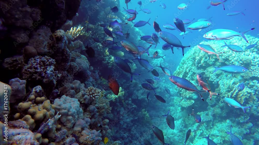 Tropical fish and coral reef. Underwater life in the ocean. Colorful corals and fish. Tropical fish and coral reef. Underwater life in the ocean. Colorful corals and fish.