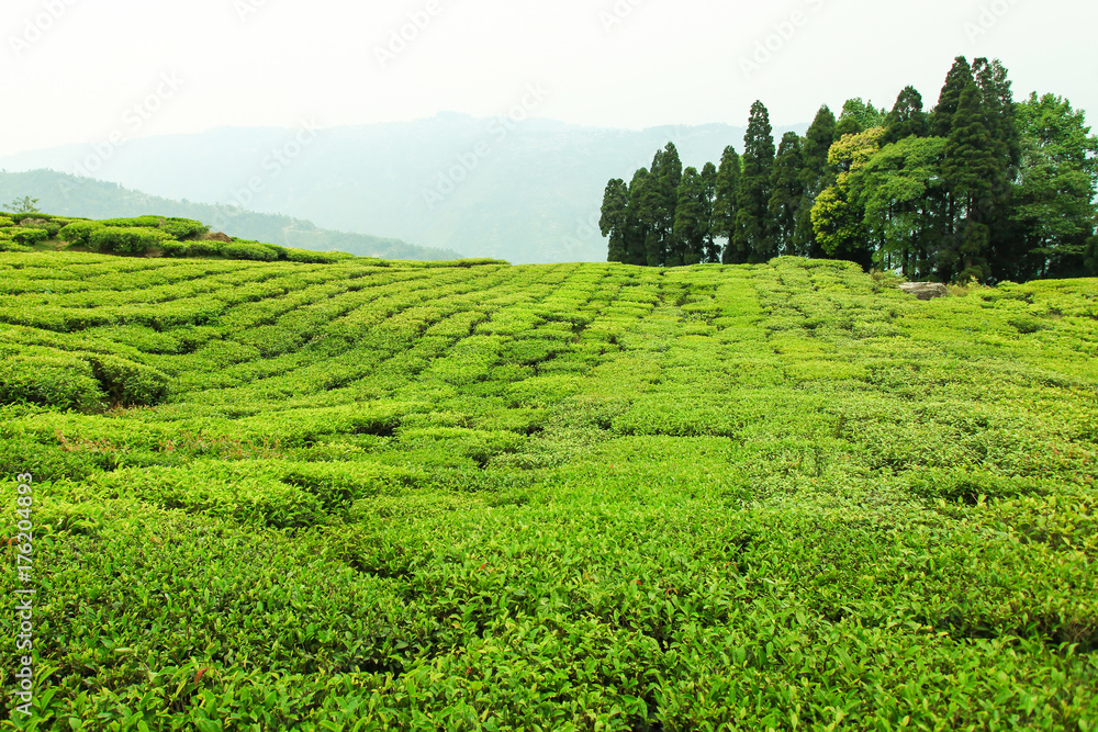 Obraz premium Tea plantation in Darjeeling, India