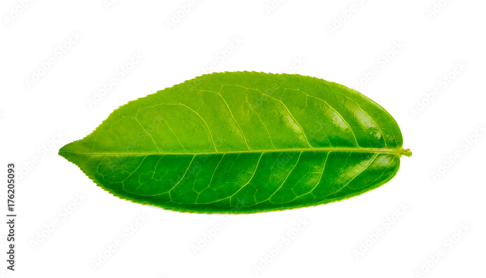 Obraz premium Green tea leaf isolated on white background