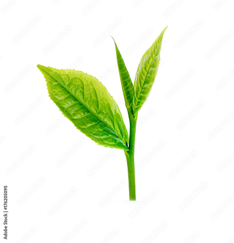 Green tea leaf isolated on white background Green tea leaf isolated on white background