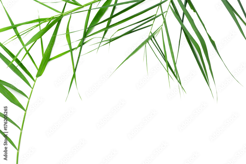 Fototapeta premium Green leaves on white background