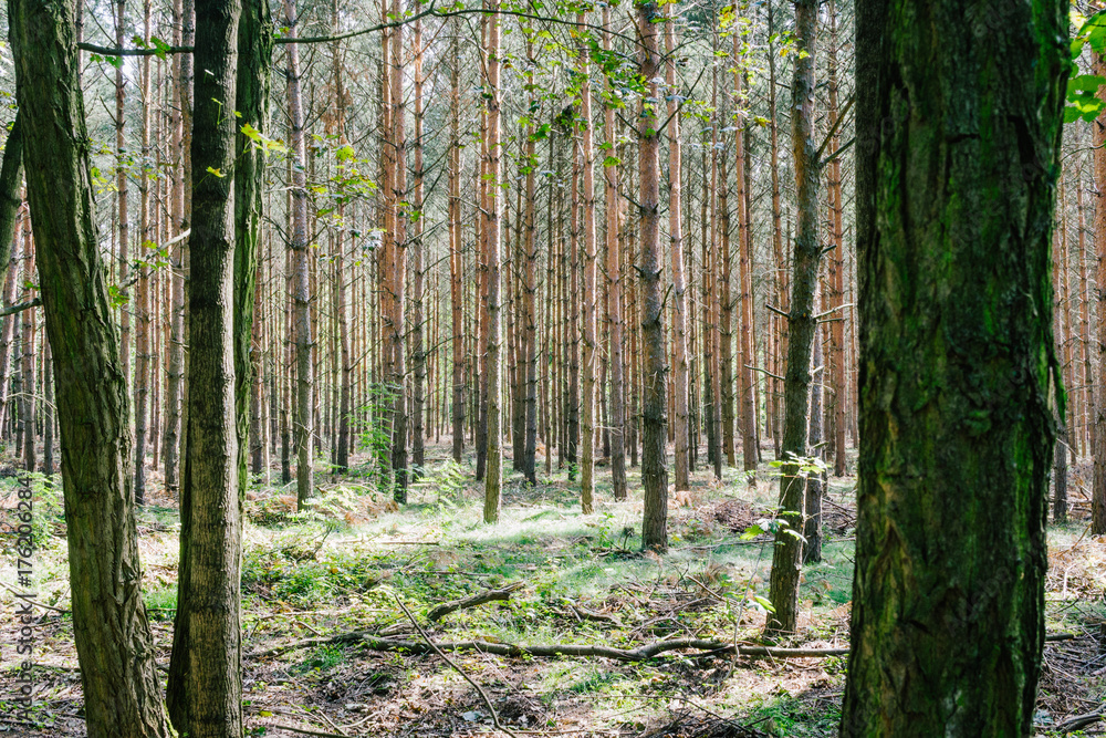 Fototapeta premium Trees in forest, nature background