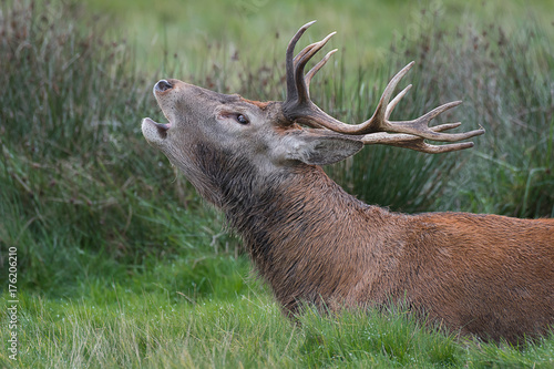 Close up head profile side view portrait of a red deer stag bellowing at the rut