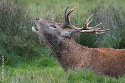 Close up head profile side view portrait of a red deer stag bellowing at the rut photo