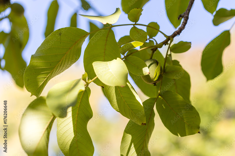 Fototapeta premium nuts on the tree before ripening