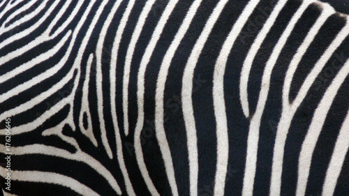 Zebra skin texture 