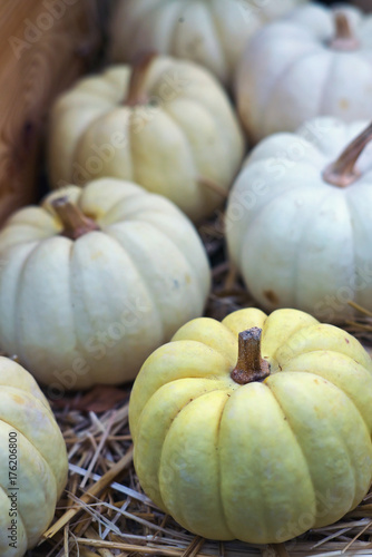 Ornamental (decorative pumpkins)