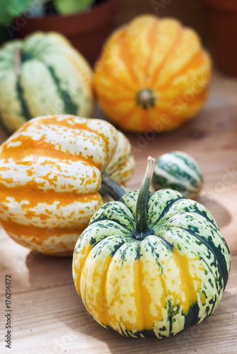 Ornamental (decorative pumpkins)