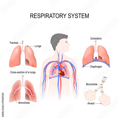 respiratory system
