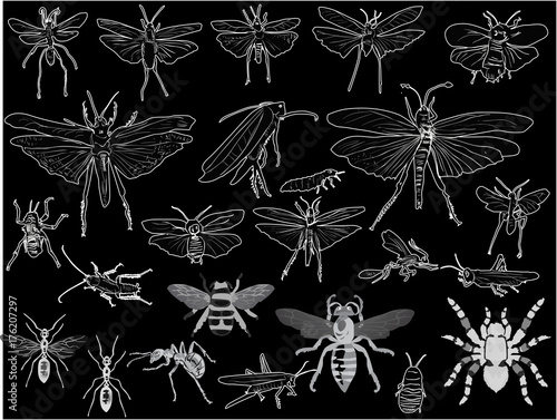 twenty four insects sketches on black