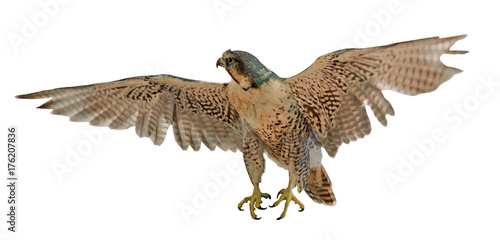 flying brown falcon on white