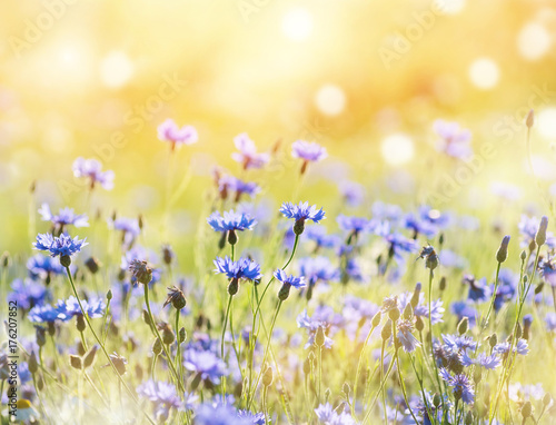Summer landscape with wildflowers cornflowers in the rays of the sun