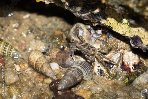 Sea Crab photo