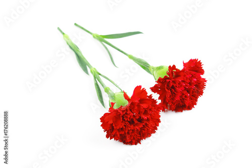 beautiful red carnation flower isolated on white background