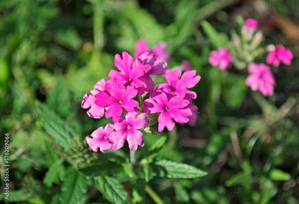 Small pink flowers blossoming at field, closeup