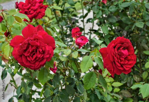 Red roses in full blossom, close up © Zeljko