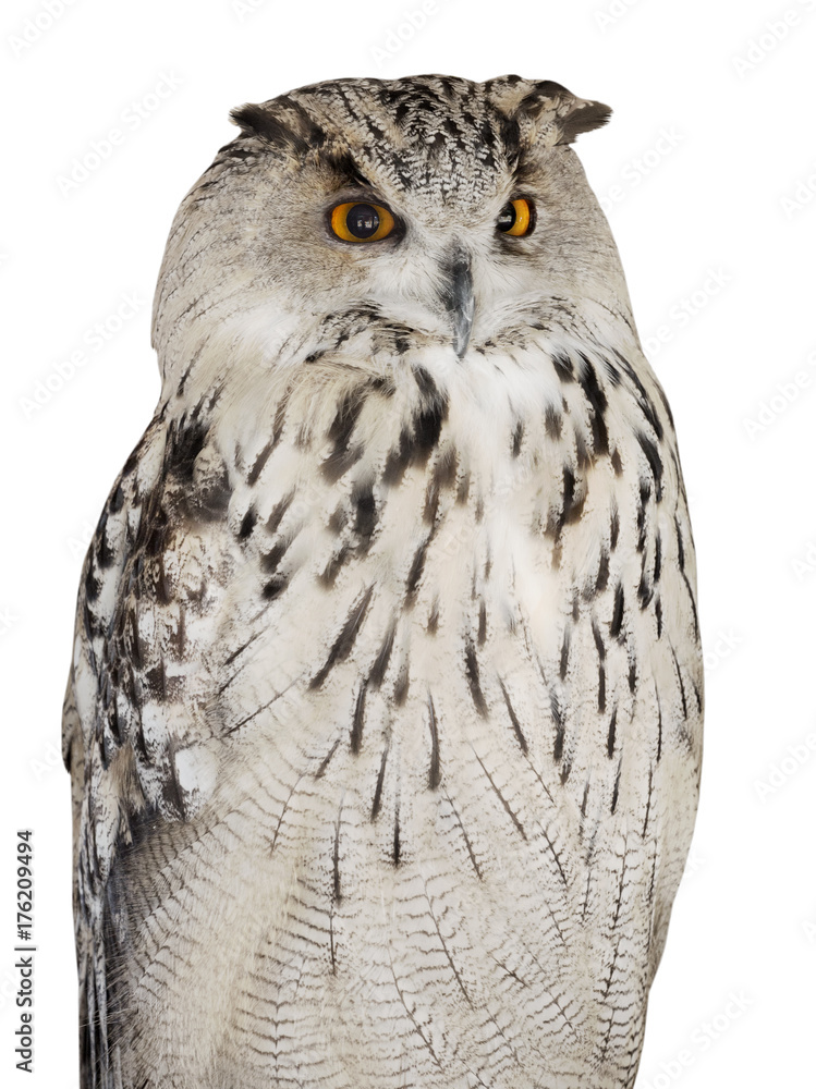 Fototapeta premium isolated big white eagle-owl