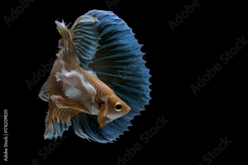 Movement of fighting fish,Betta fish isolated on black background,Fancy Color of Siamese Betta Fish type of Big ear Betta on Black Background,Thailand betta splendens Regan © miraclebuggy