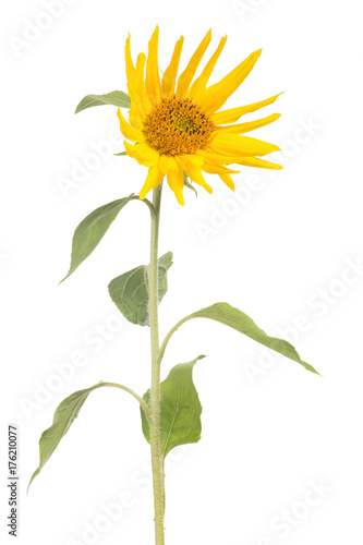 single small sunflower on white