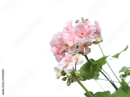 Blossoming light pink geranium flower branch isolated on white background
