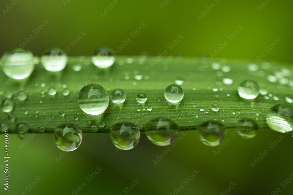 Beautiful green grass with sparkling rain drops like pearles
