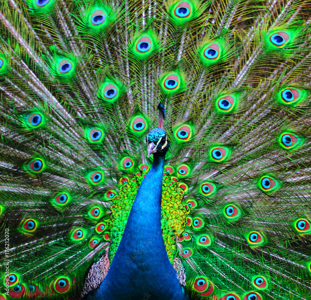 Fototapeta premium paw